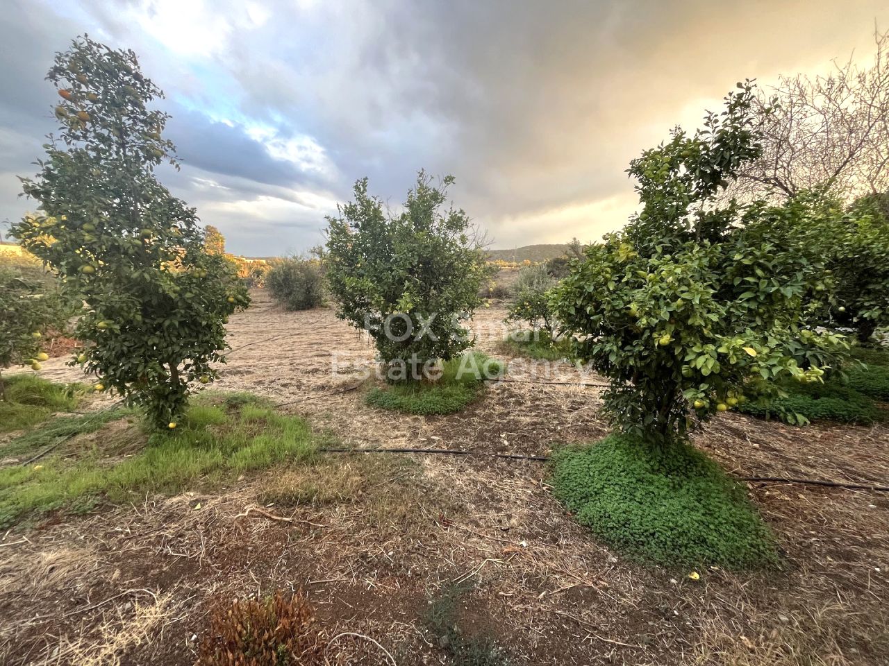 Thumbnail 9 Propiedad 2958 Mansoura, Nicosia / LIM-PAF-32147