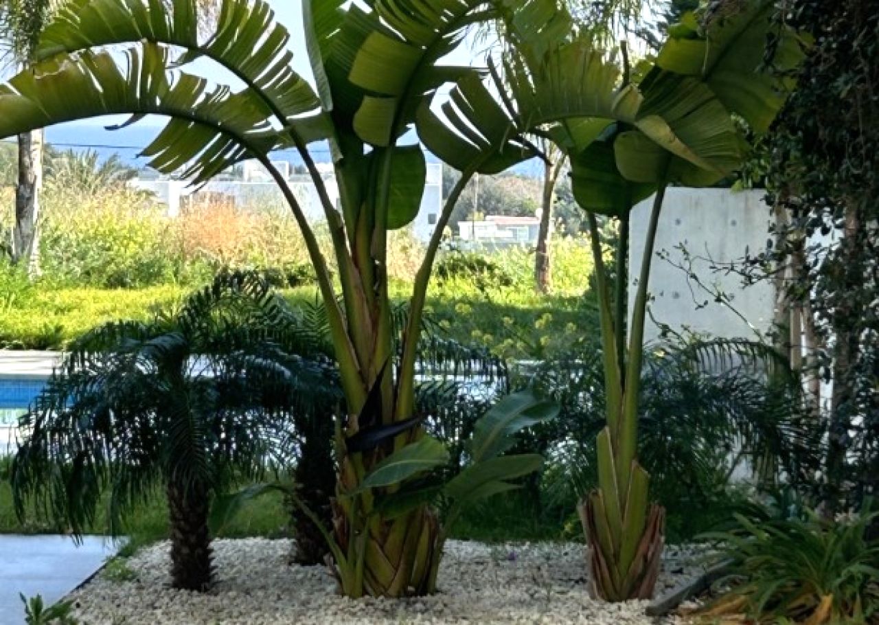 Thumbnail 4 Property 2360 Agios Dometios, Nicosia / 10071