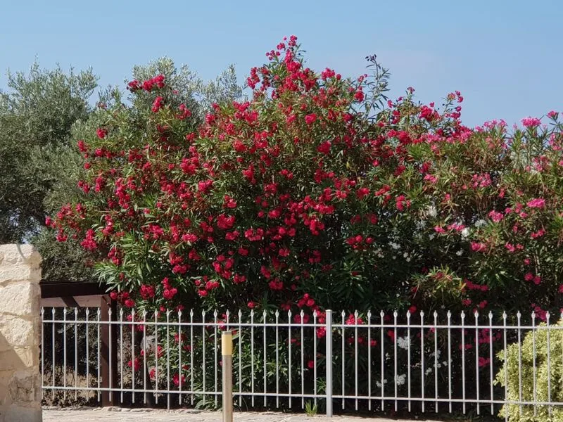 Immobile 33060 Pegeia, Pafos / epcc2179 42