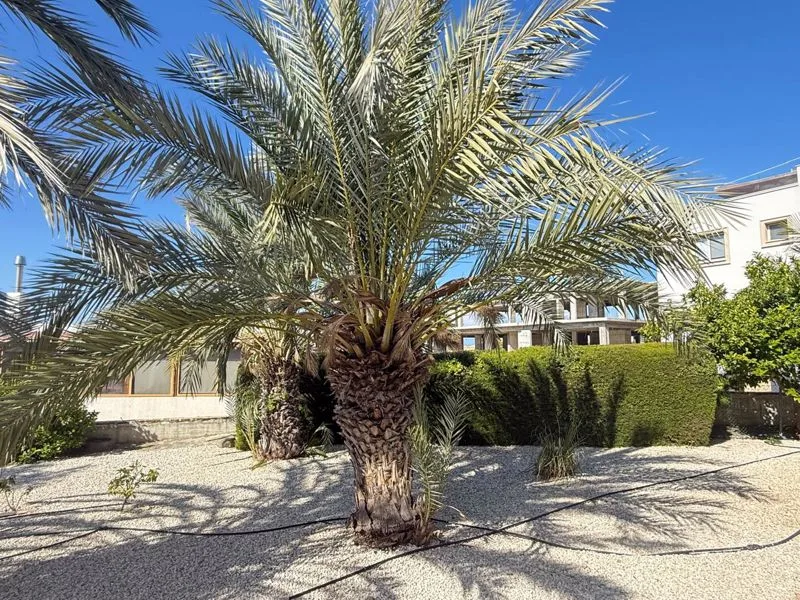 Propiedad 59383 Kissonerga, Pafos / epcc4808