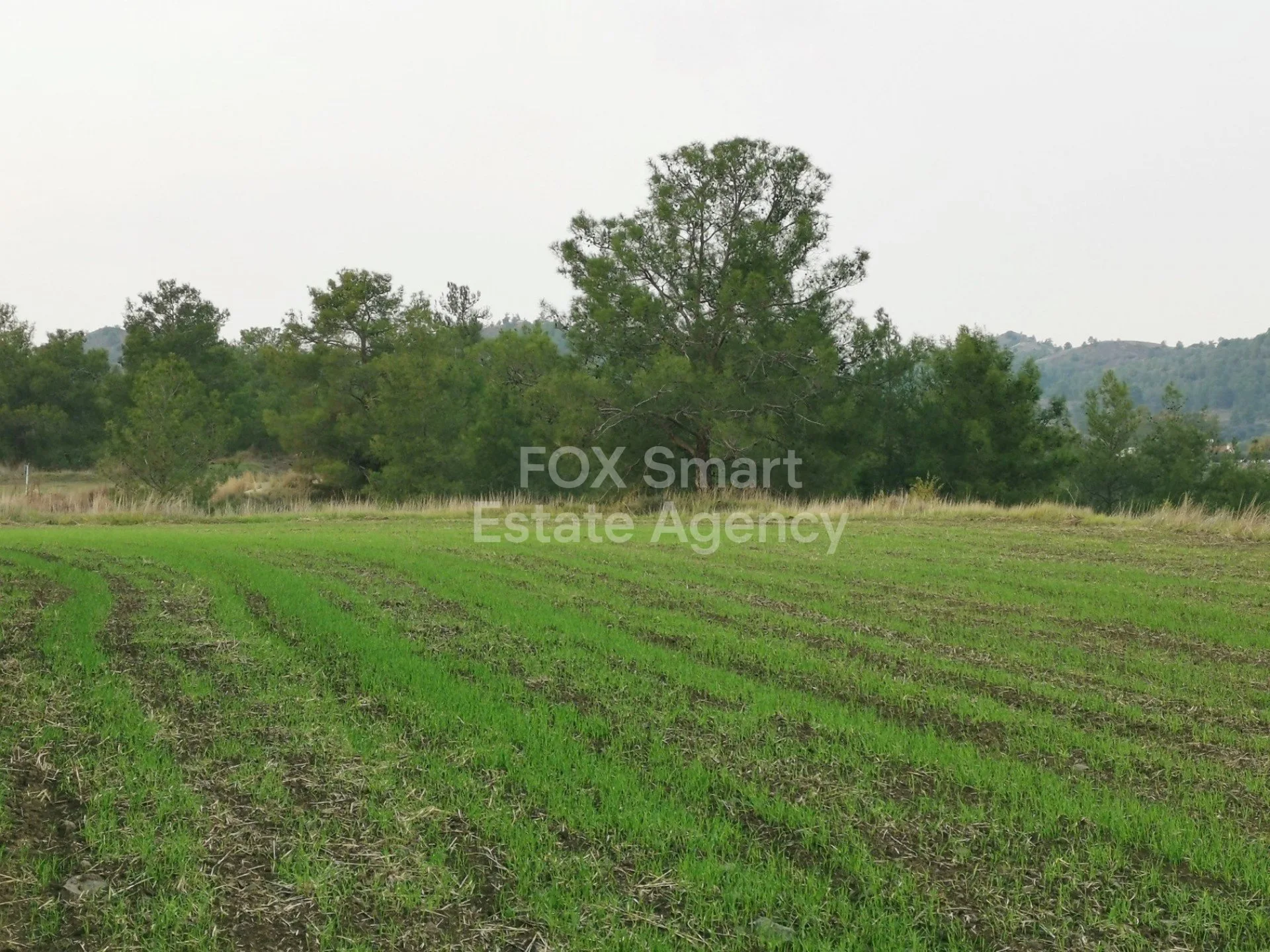 נכס 12534 סיה, ניקוסיה / L-117979