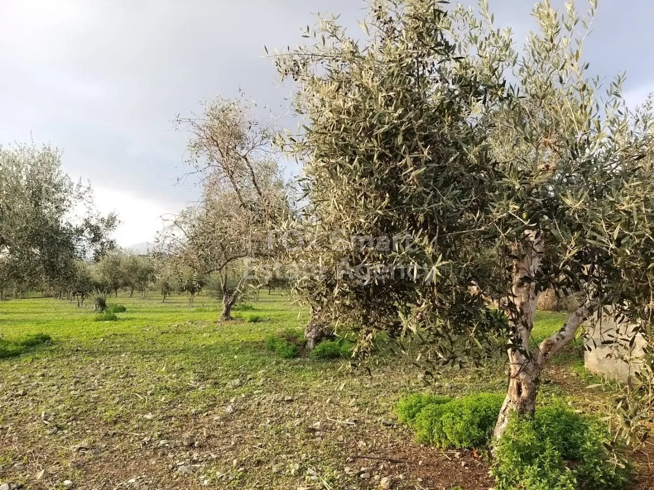 Immobilie 33960 Moni, Limassol / LIM-PAF-15723 13