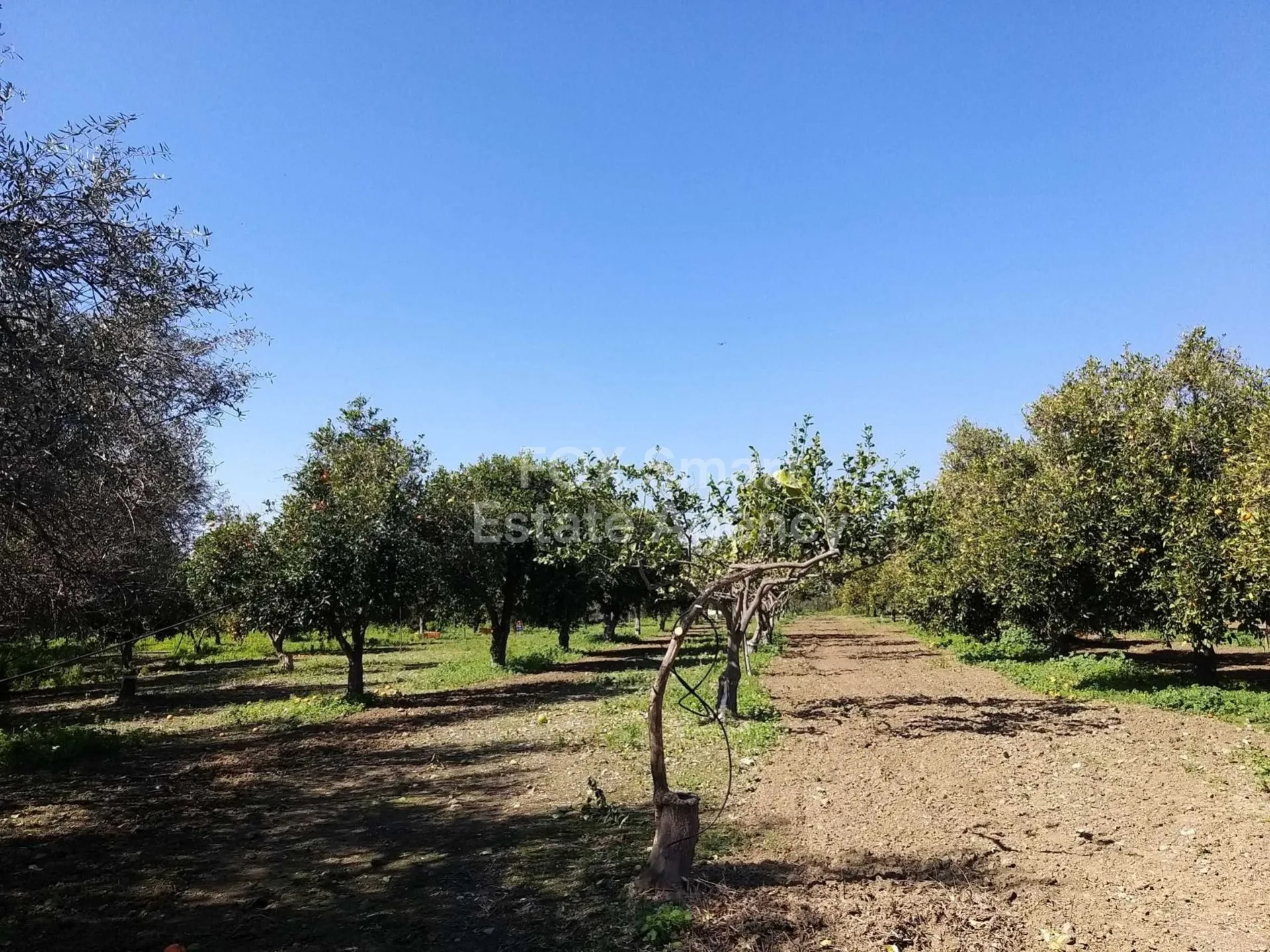 Immobilie 33960 Moni, Limassol / LIM-PAF-15723 25