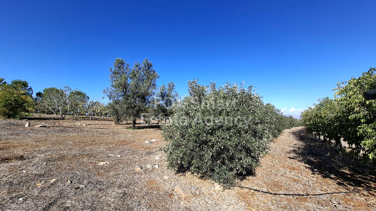 נכס 45346 אגיוס יואניס מאלונטס, ניקוסיה / 39287