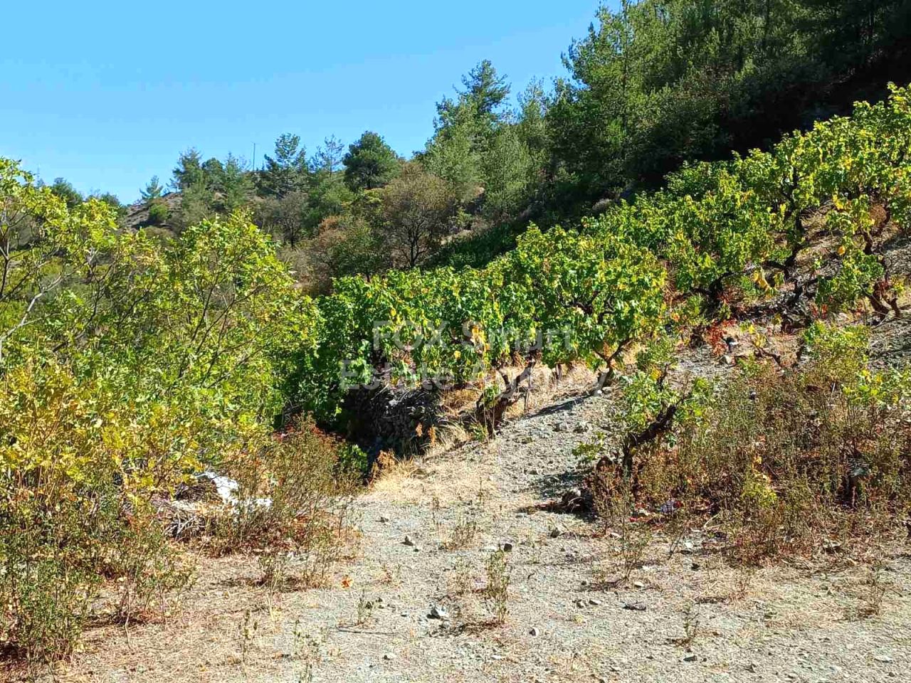 Thumbnail 2 Propiedad 4872 Agridia, Limasol / LIM-PAF-31762