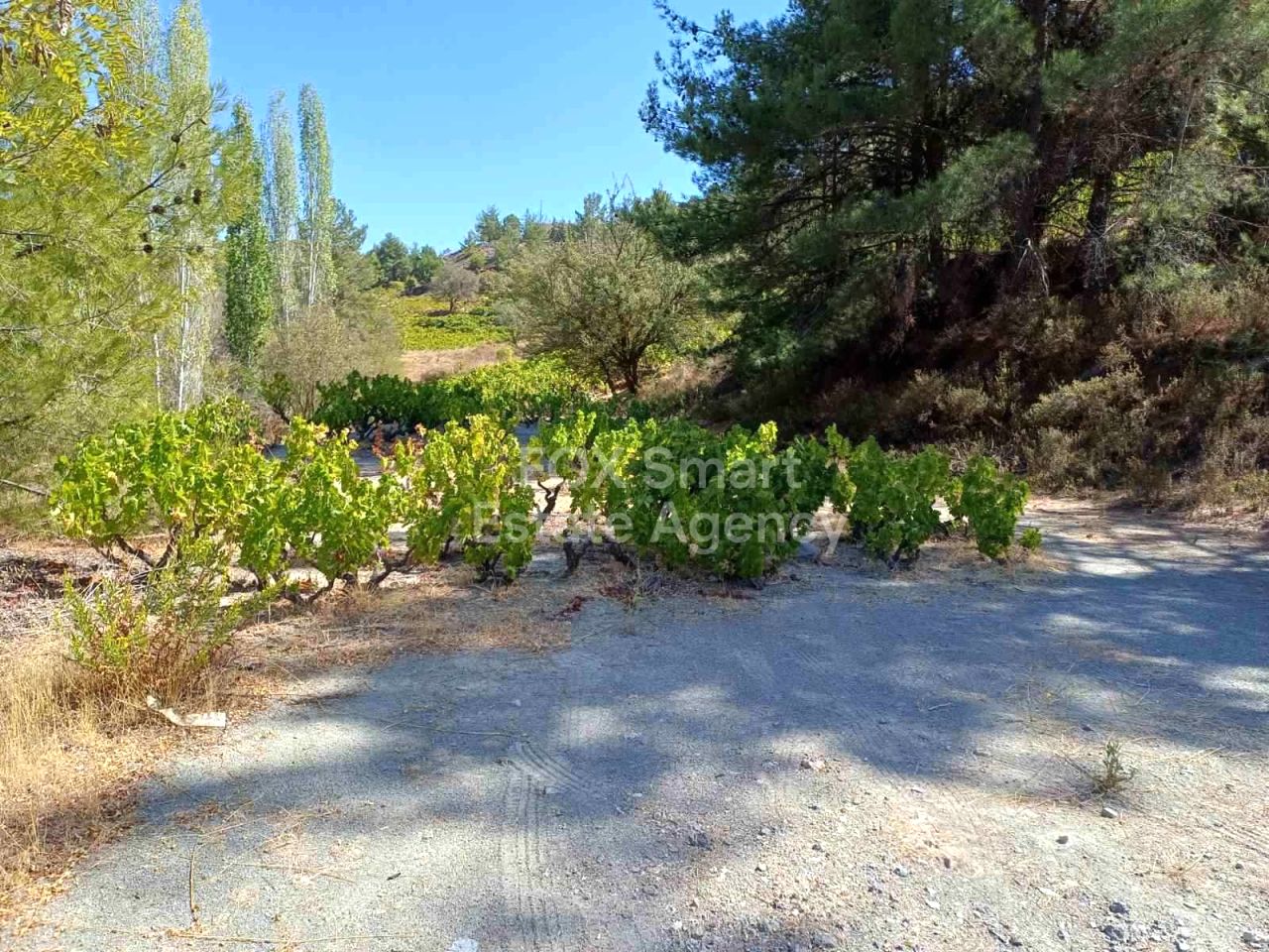 Thumbnail 1 Propiedad 4872 Agridia, Limasol / LIM-PAF-31762