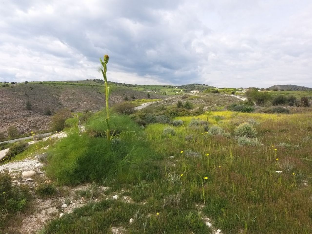 Thumbnail 5 Ακίνητα 2563 Αλάμπρα, Λευκωσία / 36747