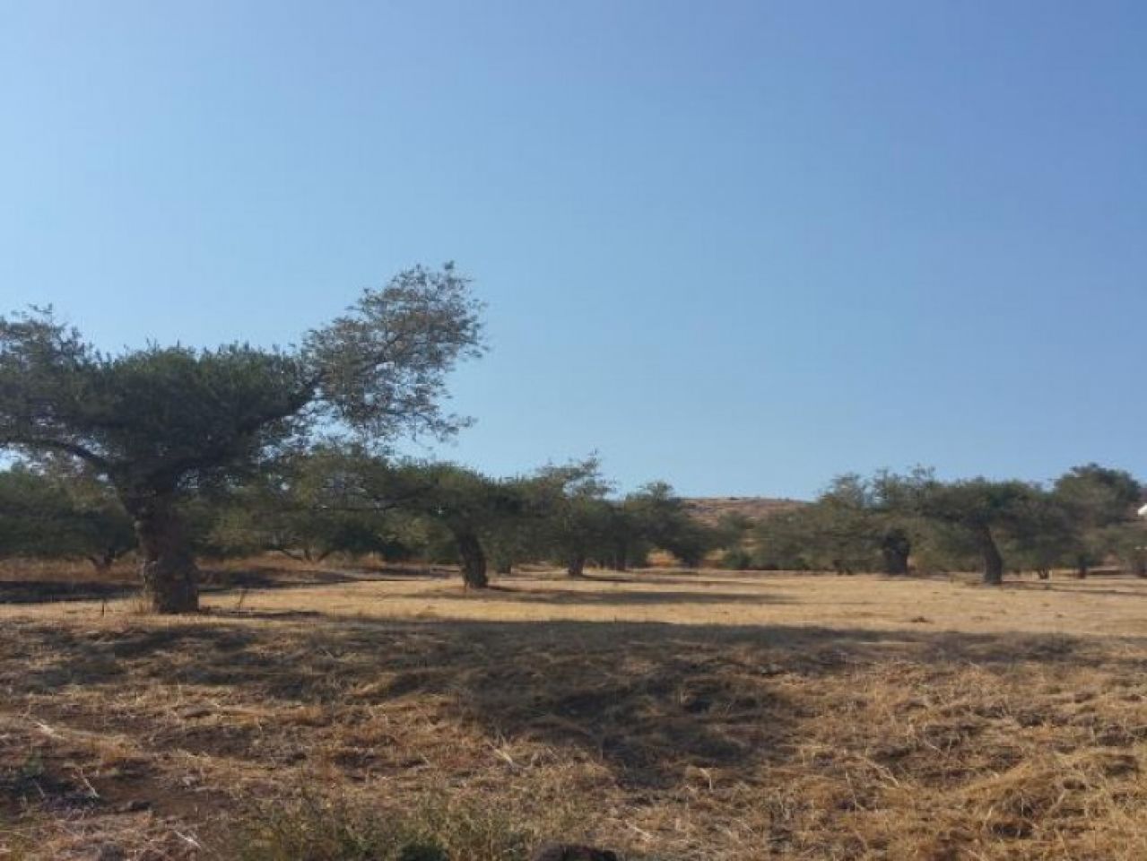 Объект недвижимости 9414 Кало Хорио Орейнис, Никосия / L-71802