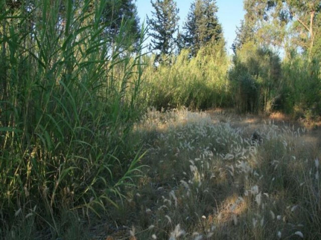 房产 9598 Mitsero, 尼科西亚 / L-65694