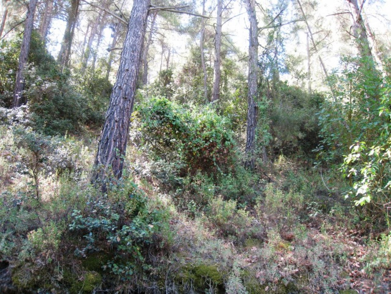 房产 10761 Moutoullas, 尼科西亚 / L-104245