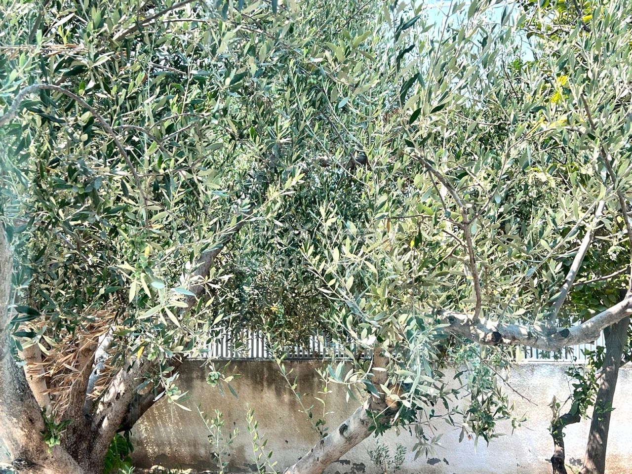 Thumbnail 8 LIM-PAF-30754 / נכס 3101 לימסול