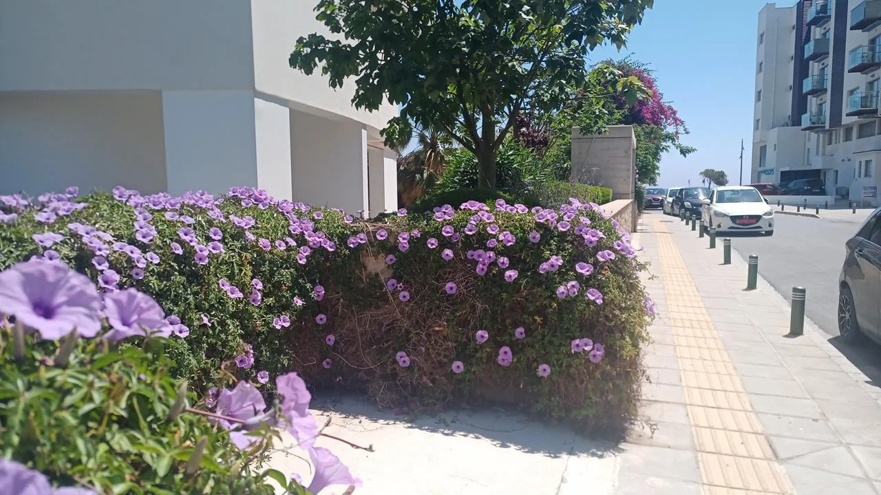 Immobile 3000560 Mackenzie, Larnaca 14