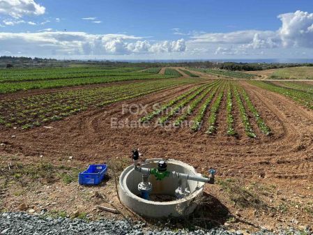 Анарита, Пафос