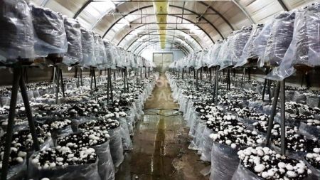 בניין למכירה