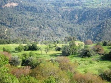 פאפוס, פאפוס