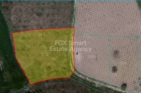 פולמי, פאפוס