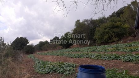 פולמי, פאפוס