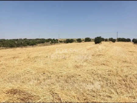 אלפפרה, ניקוסיה