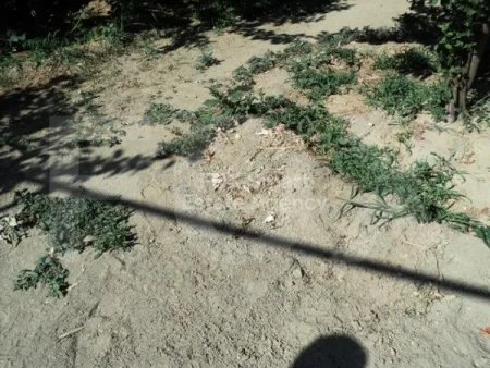 קרקע למגורים למכירה
