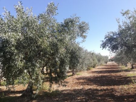 Residential Land for sale