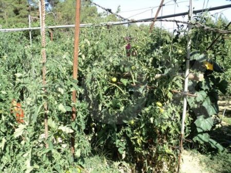 Residential Land for sale