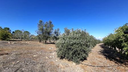 Agios Ioannis Malountas, Nicosie