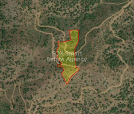 פטריקודי, ניקוסיה