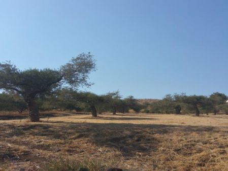 Сельские земли на продажу