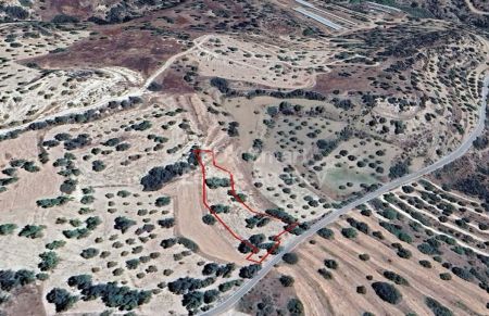 מתיקולוני, לימסול