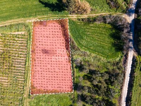 פולמי, פאפוס